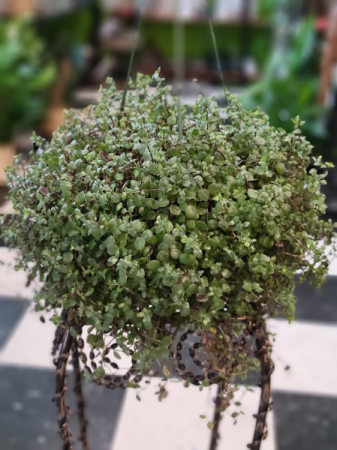 6" Tortuga Tradescantia - Turtle Vine Hanging plant in Redmond, OR - THE  LADY BUG FLOWER & GIFT SHOP