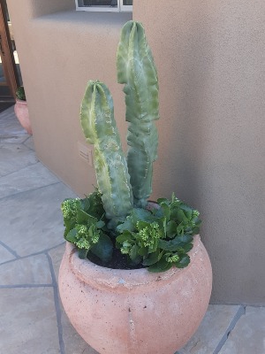 Totem Pole CactusKolanchoe Patio Plants