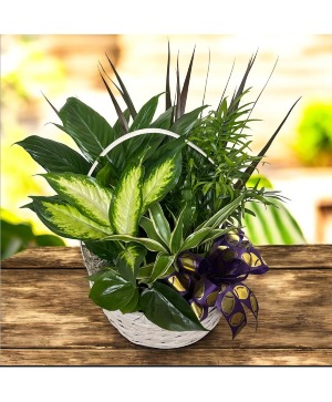 Touchdown Dish Garden 