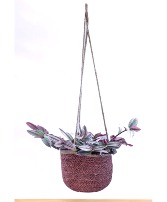 Wandering Trad / Tradescantia  Hanging Plant Basket