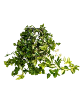 5.25" Tradescantia Zebra 