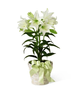 Traditional Easter Lily Flowering Easter Plant