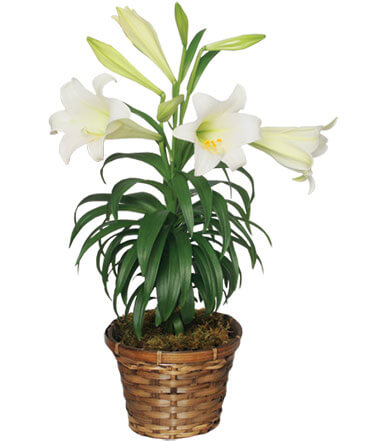 Traditional Easter Lily Flowering Easter Plant in Albany, NY | Ambiance Florals & Events