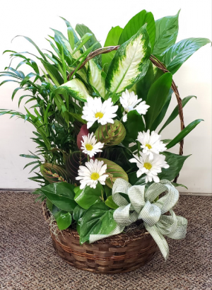 Traditional European Dish Garden in a basket Assorted Plants