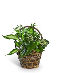 Tranquil Dish Garden in Basket Potted Plant