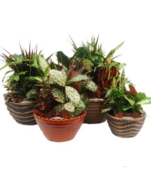 Tranquil Dish Garden in Basket or Ceramic Container