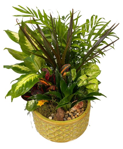 Tranquil Greens Dish Garden