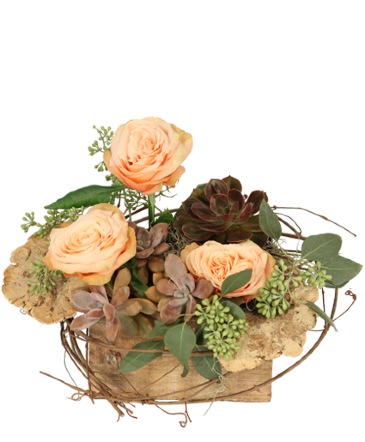 Tranquil Grove House Plant in Marmaduke, AR | Choco Taco Florist ***TEST SHOP****