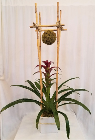 Tranquil Zen -2 Bromeliad