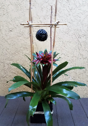 Tranquil Zen Bromeliad 