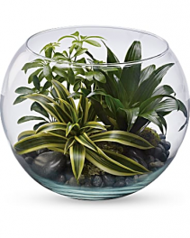 Tranquility Terrarium 