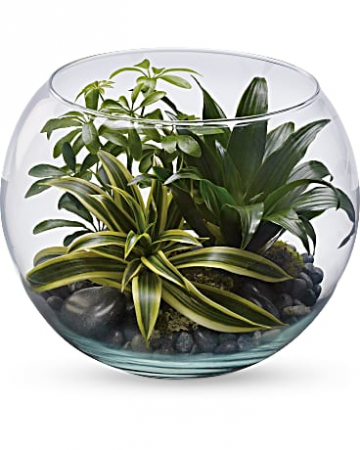 Tranquility Terrarium 