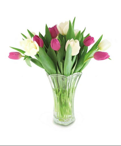 Treasured Tulips Spring