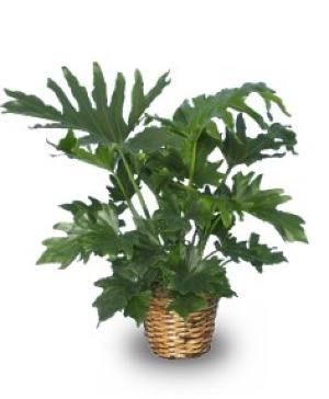 TREE PHILODENDRON Philodendron