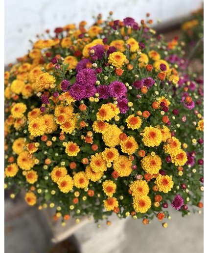 Tri-Color Fall  Mum Outdoor Plant
