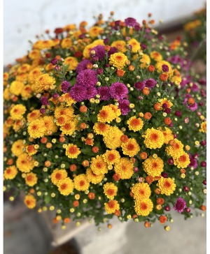 Tri-Coloer Fall  Mum Outdoor Plant