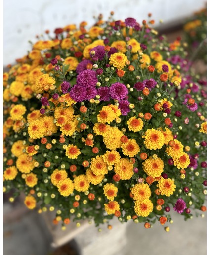 Tri-Coloer Fall  Mum Outdoor Plant
