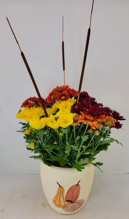 Tri Color Harvest Mum Plant 