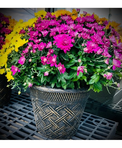 Tri-Color  Mum Planter