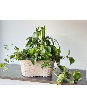 Trio of plants 
