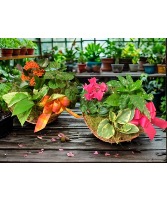 Planter Garden Trio