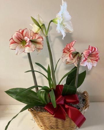 triple Amaryllis   3 amaryllis plants i 