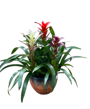 Triple Bromeliad 