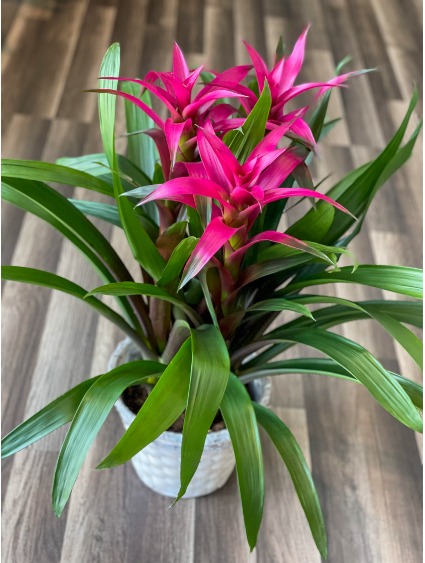 Triple Bromeliad  "Current Color is Coral" Blooming Plant