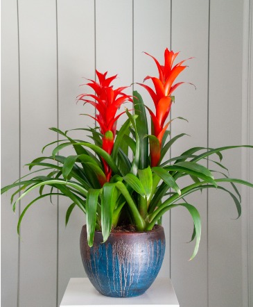 Triple Bromeliad in Premium Planter  in Frisco, TX | PATTI ANN'S FLOWERS