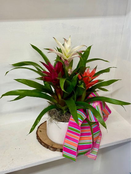 triple colorful bromeliads House Plant