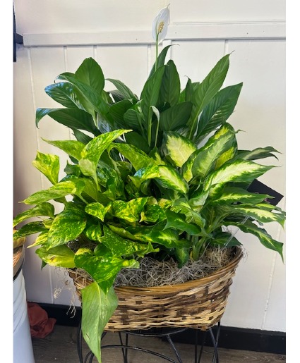 Graceful Greens Dish Garden