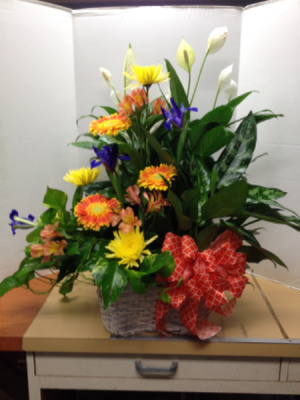 Triple Plant Basket Plant