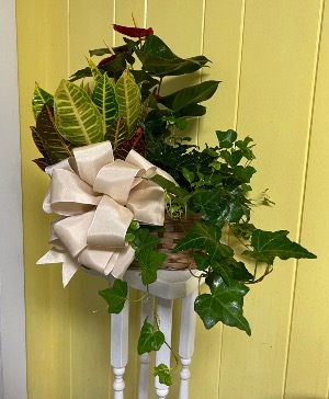 Triple Planter Plant