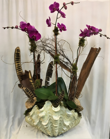 Triple Purple Orchid Plant in Large Sea Shell