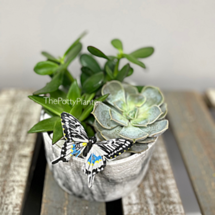 Triple succulent garden 