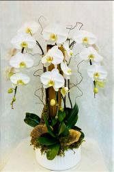 Triple Waterfall Orchid Plant