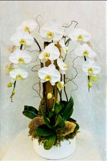 Triple Waterfall Orchid Plant
