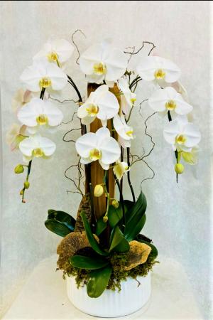 Triple Waterfall Orchid Plant