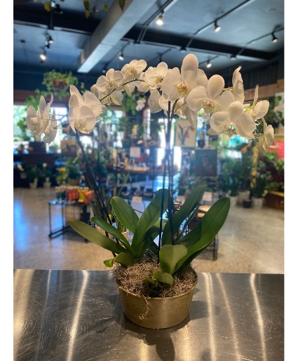 Triple White Orchid Non Toxic Blooming Plant in South Milwaukee
