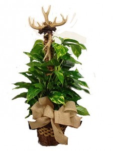 Trophy Tribute Plant