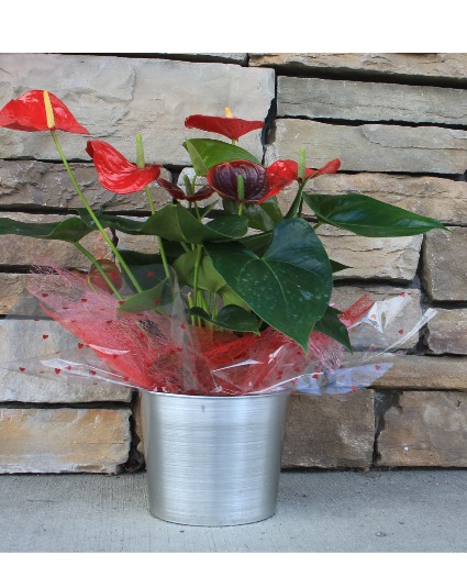 Tropical Anthurium Tropical Anthurium