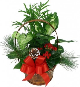 Tropical Basket For Christmas 