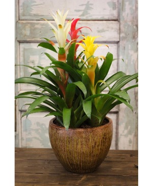 Tropical Bromeliad  Plant