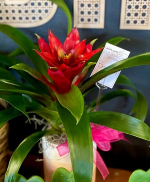 Tropical Bromeliad Bloomer 