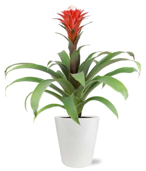 Tropical Bromeliad Plant 