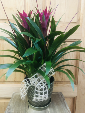 Triple Bromeliad  