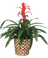 TROPICAL BROMELIAD PLANT Guzmania lingulata major
