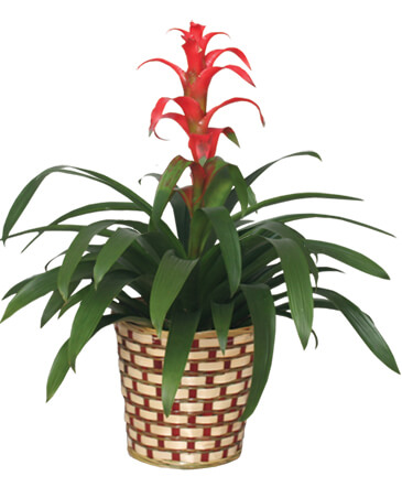 TROPICAL BROMELIAD PLANT Guzmania lingulata major in Sherman, TX | COUNTRY FLORIST