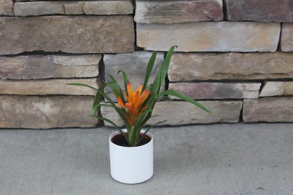 Tropical Bromeliad Tropical Bromeliad