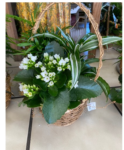 Blooming Basket VARIETY OF PLANTS 